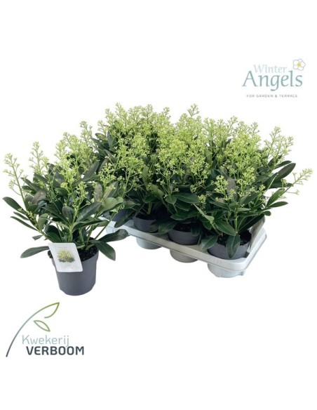 Skimmia Jap Finchy 9+ M13 Blanca Planta Ornamental Flores Blancas Jardín Terraza