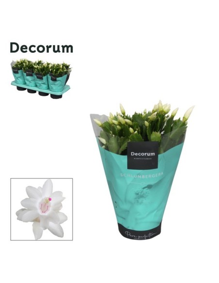 Schlumbergera Malissa 70+ M13 Blanca planta suculenta flores blancas compacta fácil cuidado