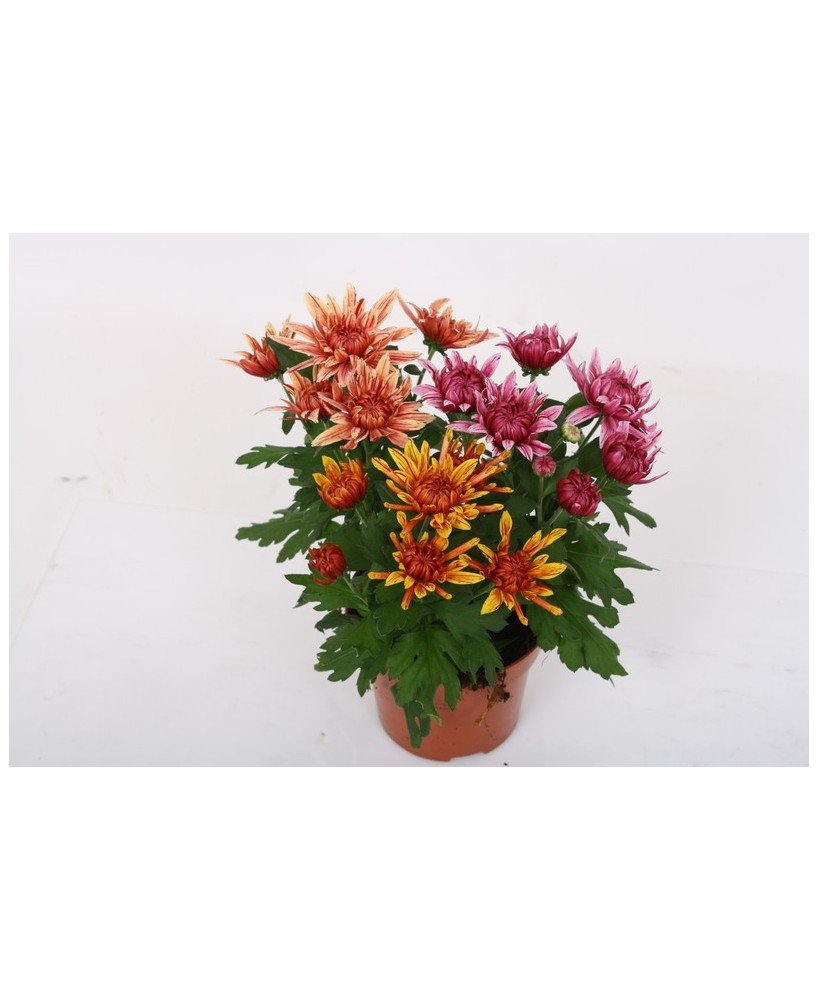 Chrysanthemum Ind Artistic Jeff Mix M12 planta ornamental flores vibrantes para interiores y exteriores