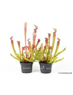 Sarracenia Stevensii M17 planta carnívora ornamental estructura tubular colores vivos
