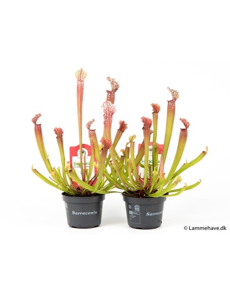 Sarracenia Stevensii M17 planta carnívora ornamental estructura tubular colores vivos
