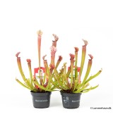 Sarracenia Stevensii M17 planta carnívora ornamental estructura tubular colores vivos