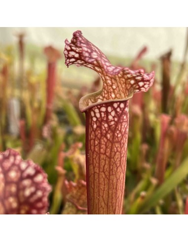 Sarracenia Stevensii M17 planta carnívora ornamental estructura tubular colores vivos