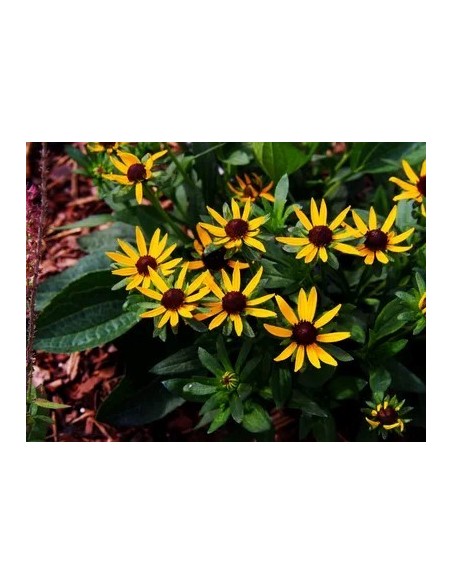 Rudbeckia Little Gostar M21 Amarilla Planta Ornamental Flores Amarillas Jardín Terraza