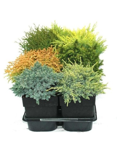 Conifers Ball Shaped M17 Planta Conífera Ornamental para Jardines y Terrazas