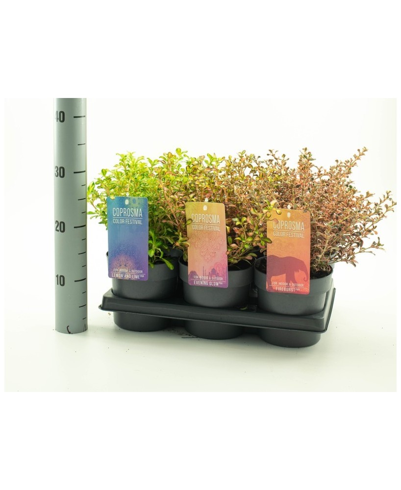 Coprosma Mix Color Festival M15 planta ornamental multicolor para jardines balcones y terrazas