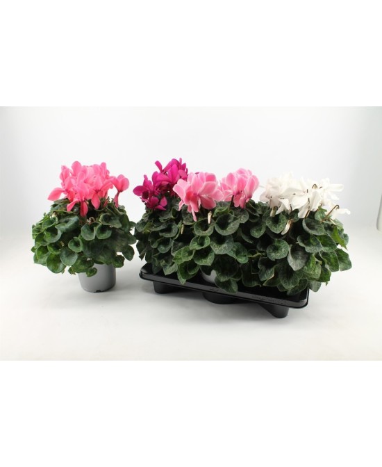 Cyclamen Mammoth Rojo XXL M17 planta ornamental flores grandes roja para jardín terraza balcón