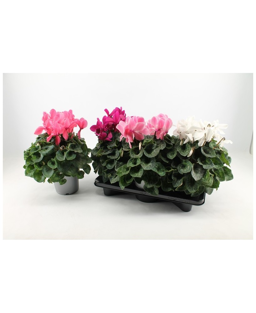 Cyclamen Mammoth Rojo XXL M17 planta ornamental flores grandes roja para jardín terraza balcón