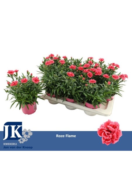 Dianthus White & Red M12 Planta Ornamental Flores Bicolor Jardín y Terraza