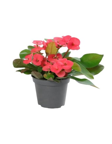 Euphorbia Milli Eos M6 Rojo Planta Ornamental Resistente para Jardines y Macetas