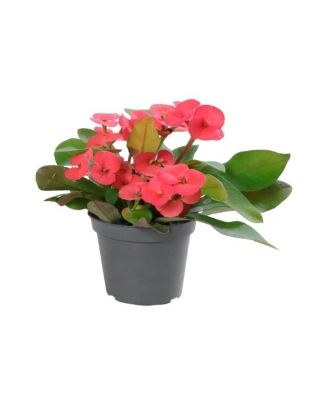 Euphorbia Milli Eos M6 Rojo Planta Ornamental Resistente para Jardines y Macetas