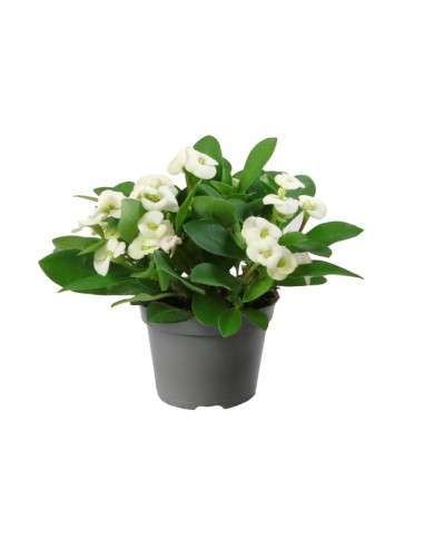 Euphorbia Milli Hector M6 Blanca planta ornamental resistente y elegante