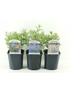 Perovskia Atr Mix Shelf M17 Planta Ornamental Flores Lilas y Violetas Jardín Terraza Balcón