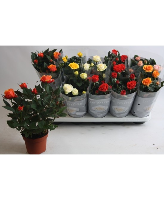 Rosa Beau Monde M12 planta ornamental con flores rosa suave para jardines y terrazas