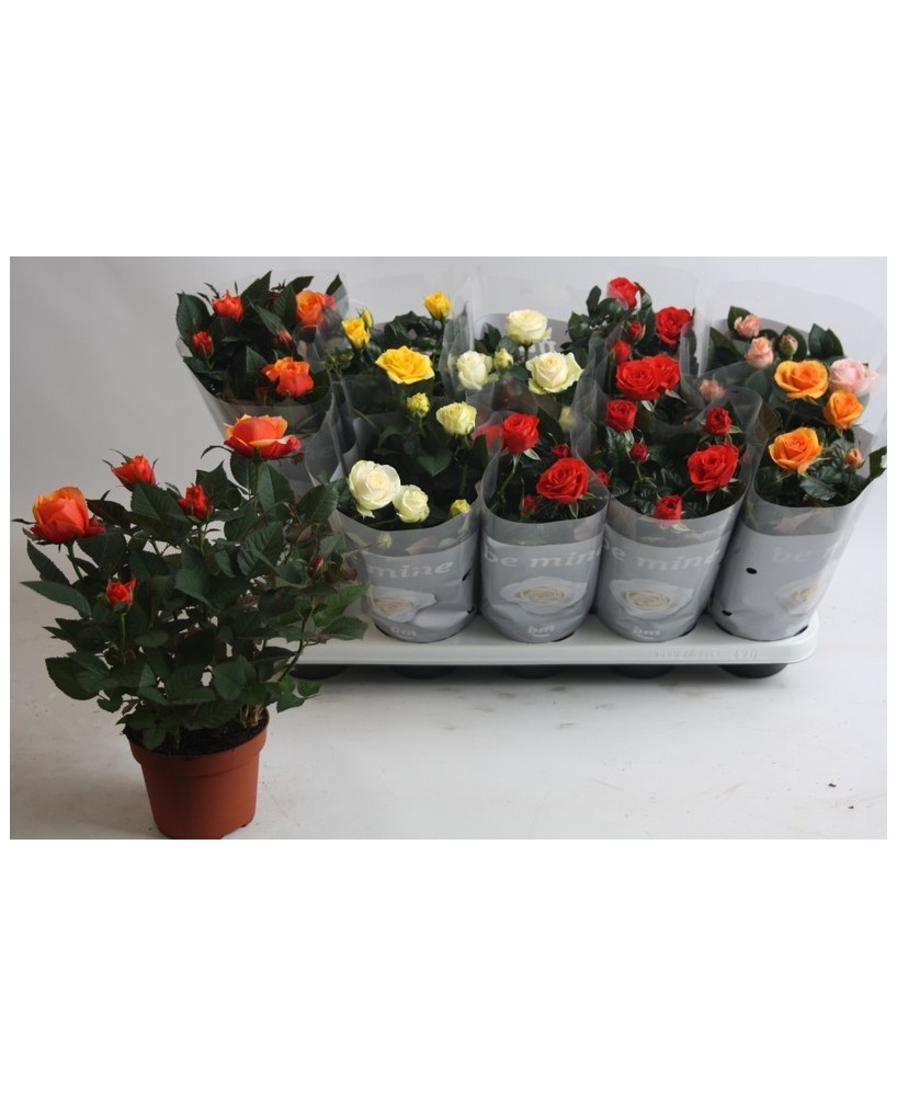 Rosa Beau Monde M12 planta ornamental con flores rosa suave para jardines y terrazas