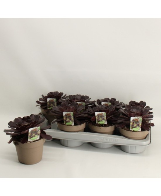 Aeonium Arboreum M14 planta suculenta con rosetas verdes para jardines y terrazas