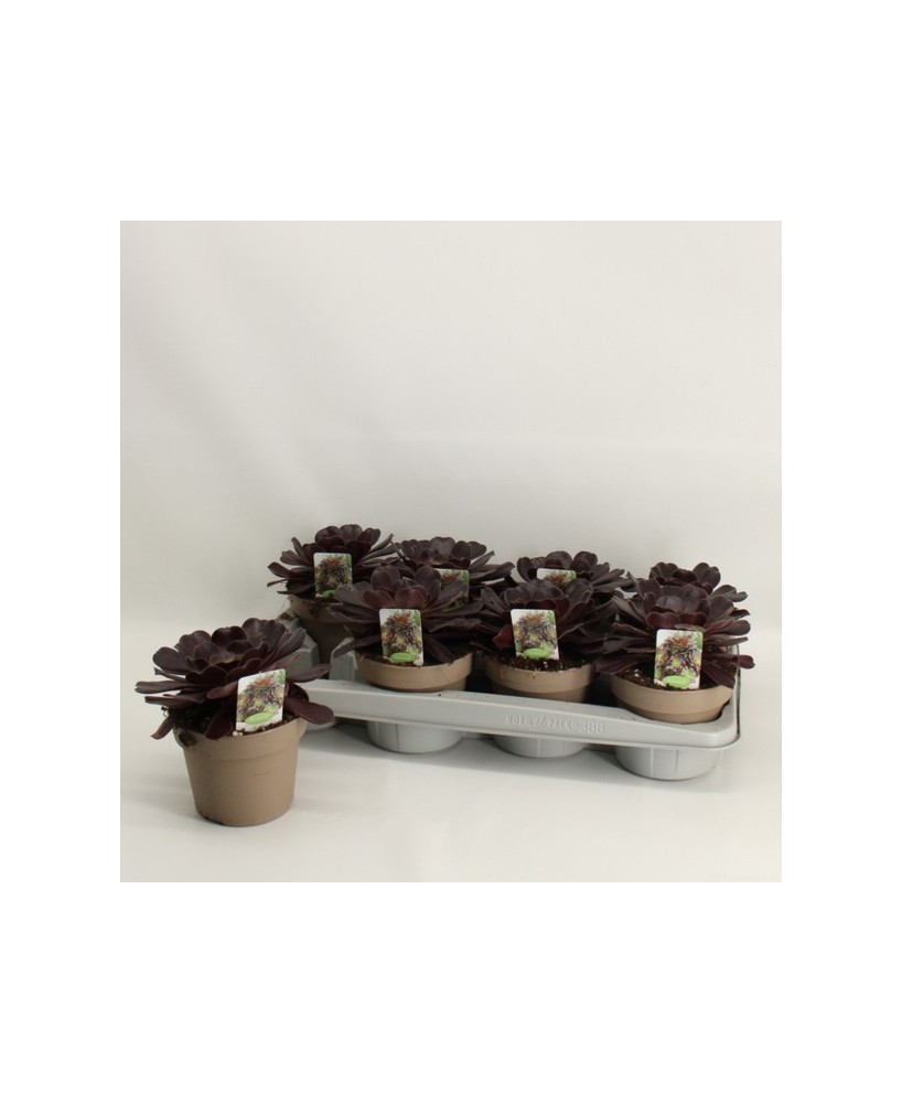 Aeonium Arboreum M14 planta suculenta con rosetas verdes para jardines y terrazas