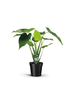 Alocasia Cucullata M19 planta tropical de interior hojas aterciopeladas decorativas