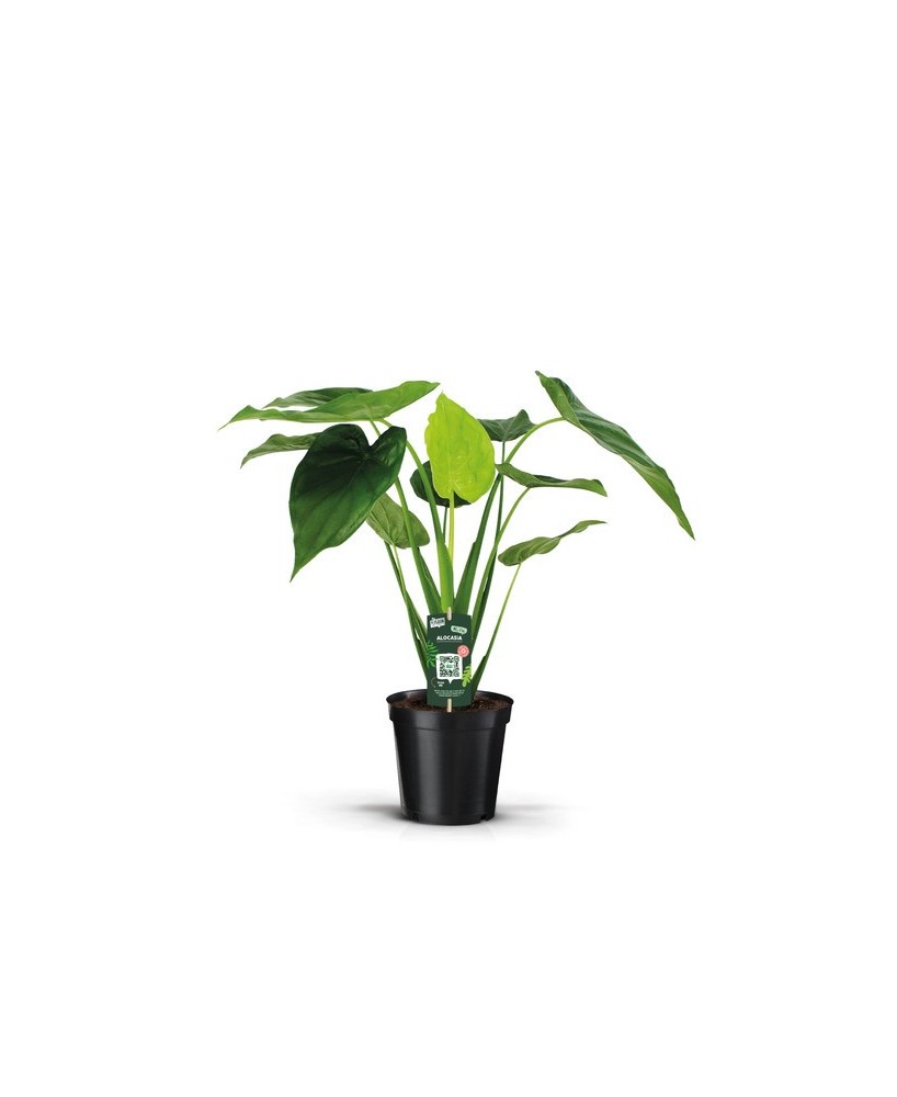 Alocasia Cucullata M19 planta tropical de interior hojas aterciopeladas decorativas