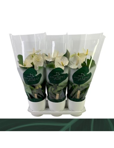 Anthurium Andr Samora Ceramic White M17 Planta Decorativa Interior con Espádice Rojo