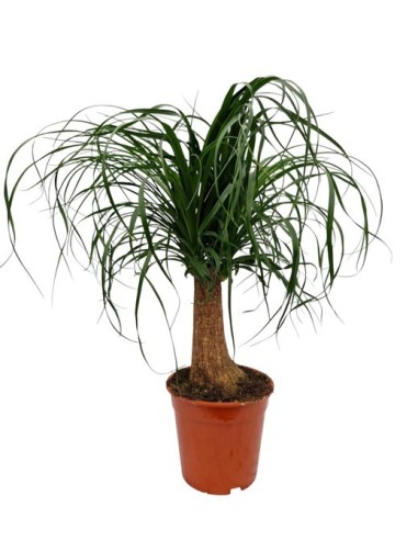 Beaucarnea Nolina Recurvata M19 Planta Ornamental Pata de Elefante para Interior