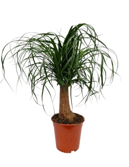 Beaucarnea Nolina Recurvata M19 Planta Ornamental Pata de Elefante para Interior