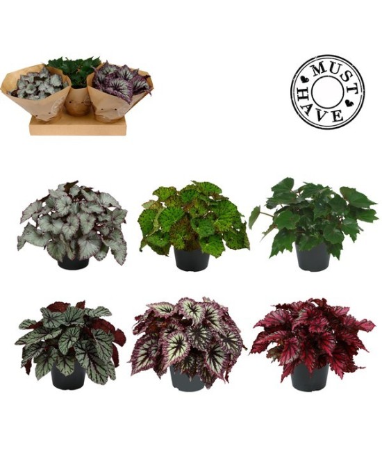 Begonia Follage Rex M17 Planta Ornamental de Interior con Follaje Multicolor