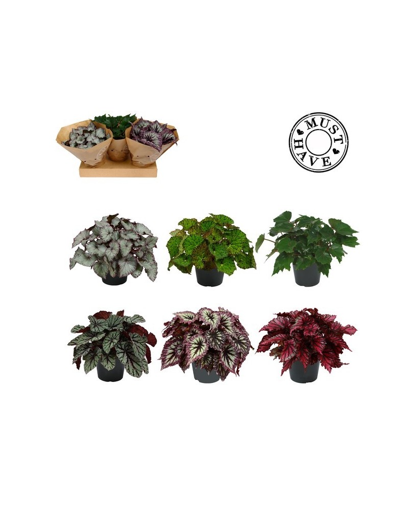Begonia Follage Rex M17 Planta Ornamental de Interior con Follaje Multicolor