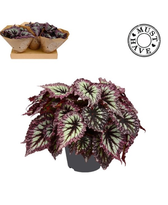 Begonia Follage Rex Fireworks M17 planta ornamental con follaje multicolor para interiores