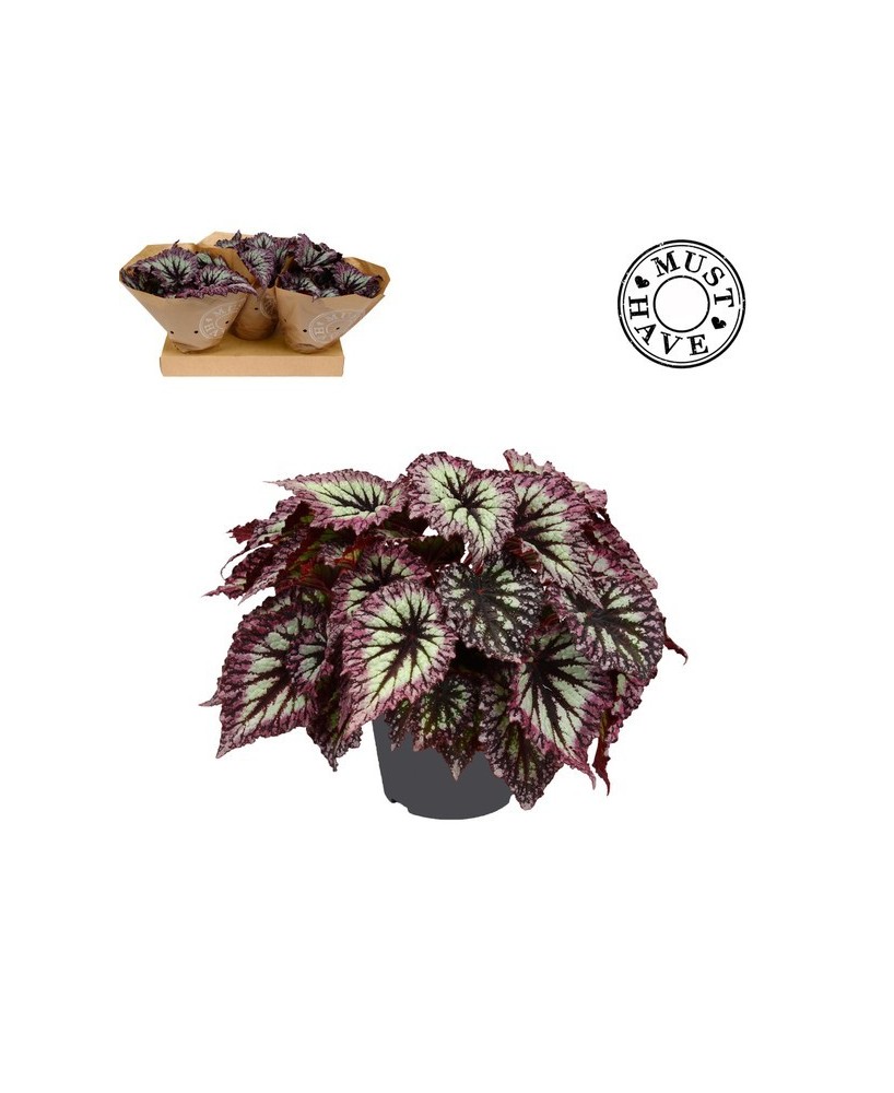 Begonia Follage Rex Fireworks M17 planta ornamental con follaje multicolor para interiores