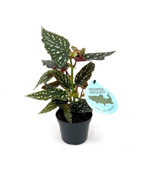 Begonia Maculata Bubbles M12 planta ornamental con hojas verdes y manchas blancas
