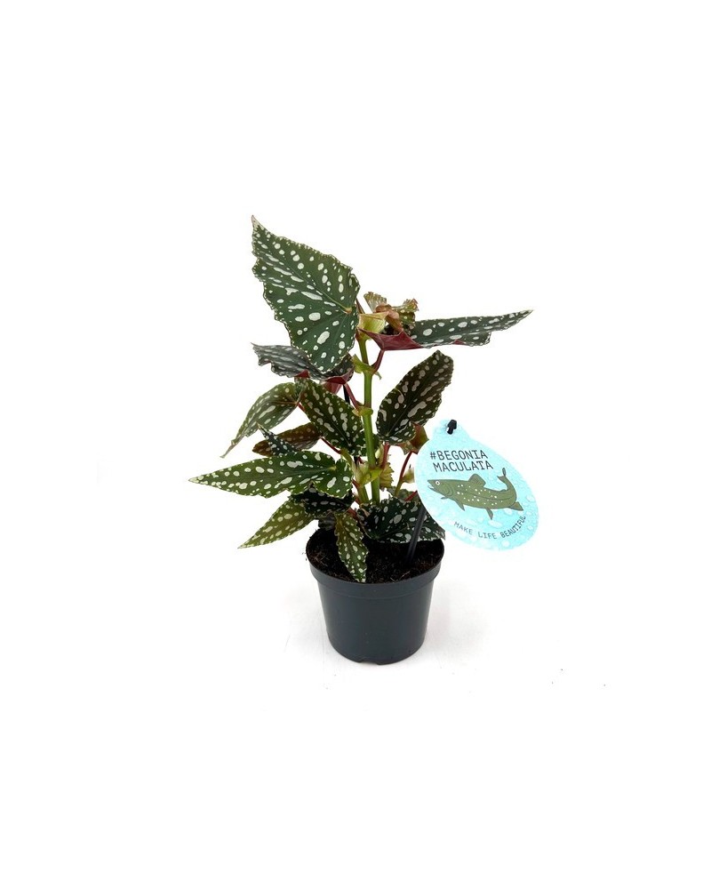 Begonia Maculata Bubbles M12 planta ornamental con hojas verdes y manchas blancas
