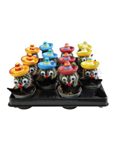 Cactus Mini Mustache & Hat M6 Planta Decorativa Original y Resistente
