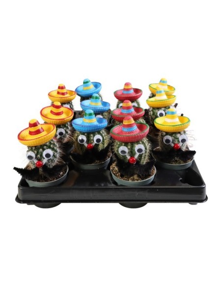 Cactus Mini Mustache & Hat M6 Planta Decorativa Original y Resistente