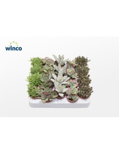 Kalanchoe Not Flowering Mix M5.5 Planta Suculenta con Follaje Compacto y Saludable