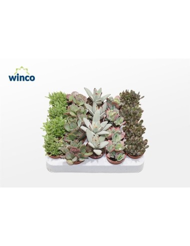 Kalanchoe Not Flowering Mix M5.5 Planta Suculenta con Follaje Compacto y Saludable