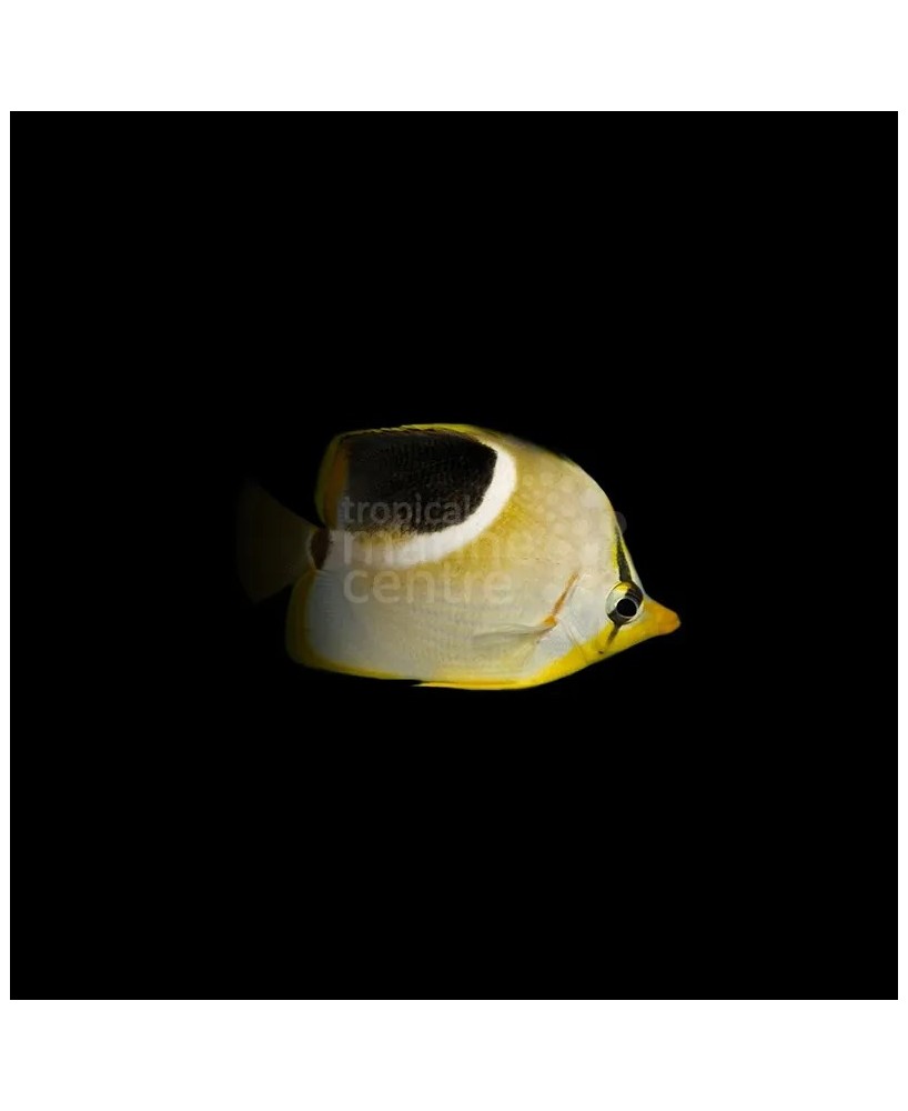 CHAETODON EPHIPPIUM SM