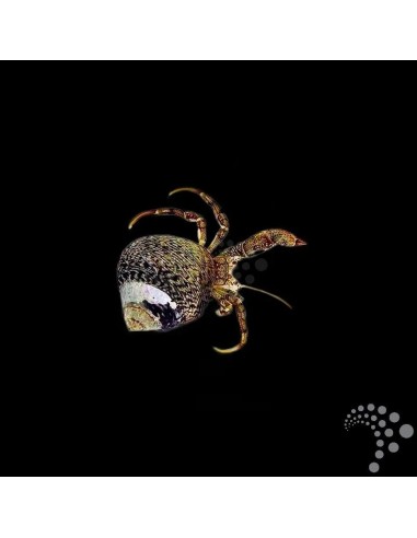 CLIBANARIUS SPP.  ME