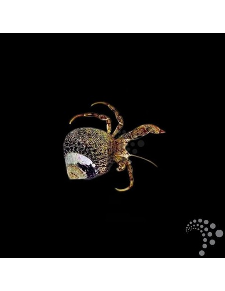 CLIBANARIUS SPP.  ME