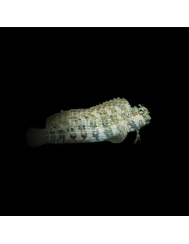 SALARIAS FASCIATUS ME