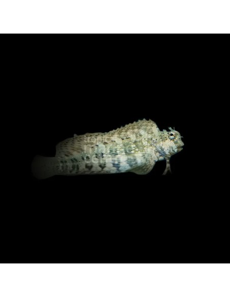 SALARIAS FASCIATUS ME