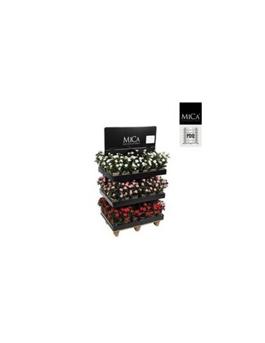 ROSAL ROSA 11.5X33CM EN MACETA