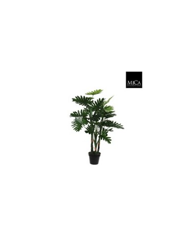 PHILODENDRON EN MACETA