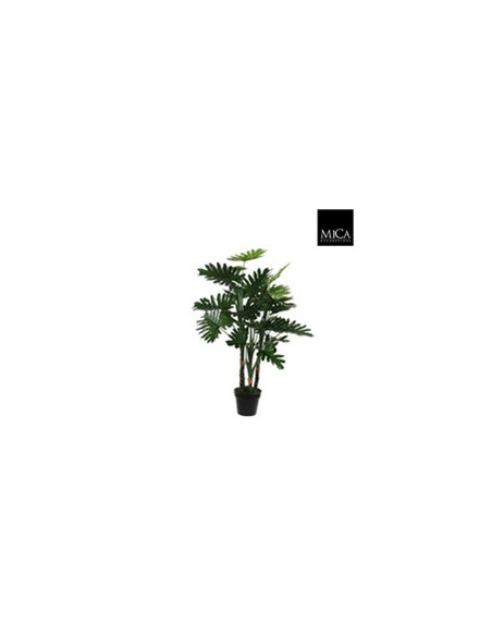 PHILODENDRON EN MACETA