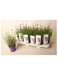 LAVANDULA ANG ARDECHE BLUE M10.5