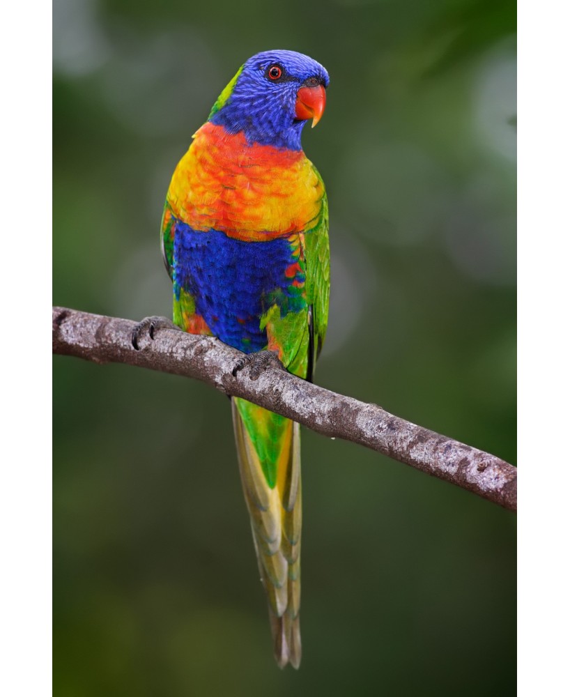 LORI ARCOIRIS - PAPILLERO