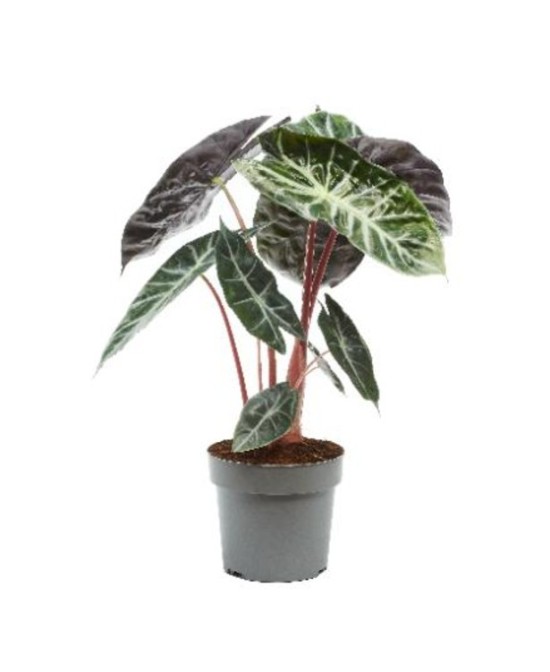 Comprar Alocasia Pink Dragon M17 | Planta de interior exótica | Endanea Garden