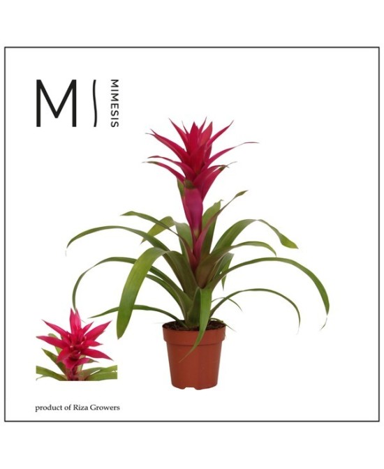 Guzmania Voila M12 Rosa planta tropical ornamental de interior con flores rosa
