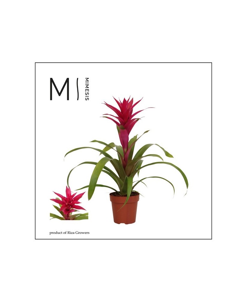Guzmania Voila M12 Rosa planta tropical ornamental de interior con flores rosa