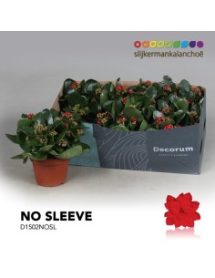 Kalanchoe Bloss Filed Flowers M15 Rojo - Planta suculenta con floración intensa